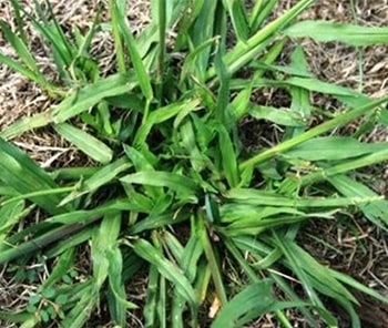 Crabgrass Control