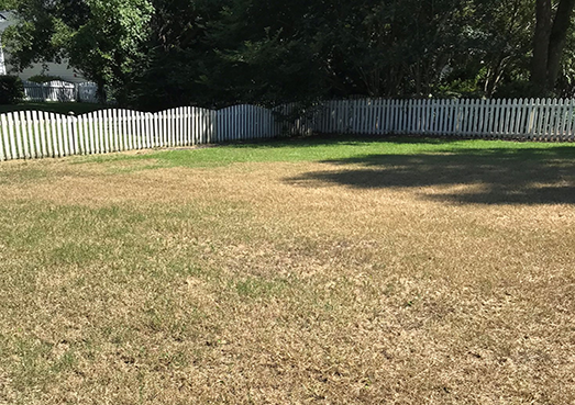 Lawn Disease - Army Worm