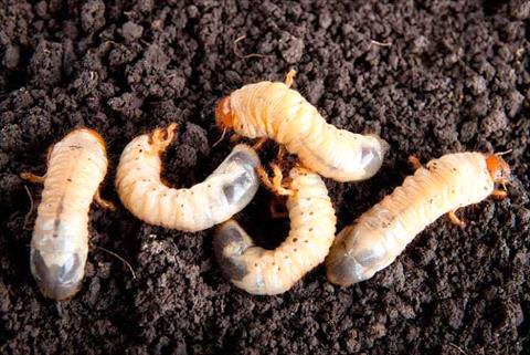 White Grubs in Lawn